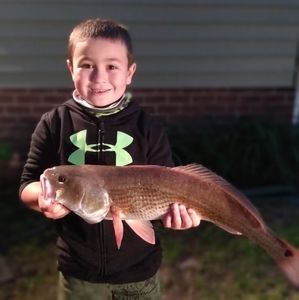 Meet your Posher, Susie